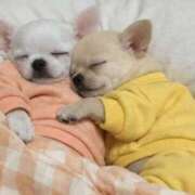 ヒメ日記 2026/02/07 23:11 投稿 るな 人妻倶楽部　ひまわり