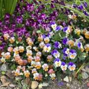 ヒメ日記 2026/03/24 22:26 投稿 るな 人妻倶楽部　ひまわり