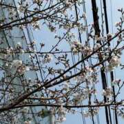 ヒメ日記 2026/04/05 12:47 投稿 るな 人妻倶楽部　ひまわり