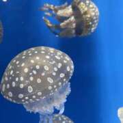 ヒメ日記 2025/09/15 07:37 投稿 さら 角海老宮殿