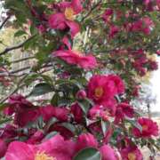 さら 明日いまーす！ 角海老宮殿