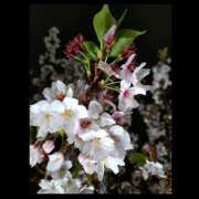 ヒメ日記 2025/04/14 07:01 投稿 みさ ちゃんこ長野塩尻北IC店