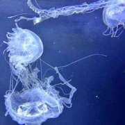 ヒメ日記 2026/01/28 15:27 投稿 りん 吉原アクアパレス