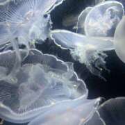 ヒメ日記 2026/04/26 15:16 投稿 りん 吉原アクアパレス