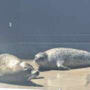 ヒメ日記 2026/04/27 14:12 投稿 りん 吉原アクアパレス