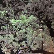 ヒメ日記 2025/03/31 09:03 投稿 さつき クラブルージュ