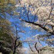 ヒメ日記 2025/04/12 16:12 投稿 さつき クラブルージュ