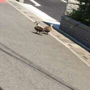 ヒメ日記 2025/04/30 15:03 投稿 さつき クラブルージュ