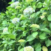 ヒメ日記 2025/06/05 09:32 投稿 さつき クラブルージュ