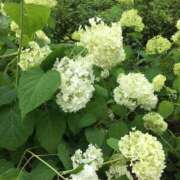 ヒメ日記 2025/06/06 00:52 投稿 さつき クラブルージュ