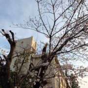 ヒメ日記 2026/03/24 18:10 投稿 さつき クラブルージュ