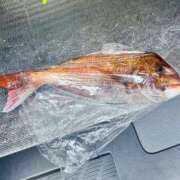 ヒメ日記 2025/04/27 14:30 投稿 あすか FORTE