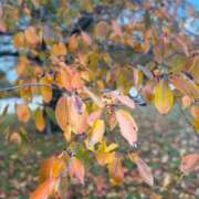 ヒメ日記 2025/12/02 04:59 投稿 あすか FORTE