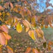 ヒメ日記 2026/02/26 04:39 投稿 あすか FORTE