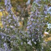 ヒメ日記 2026/03/24 06:19 投稿 あすか FORTE