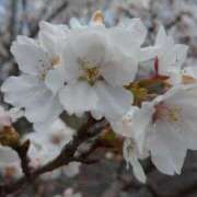 ヒメ日記 2025/04/09 12:33 投稿 らら 逢って30秒で即尺