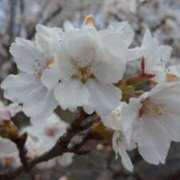 ヒメ日記 2026/04/01 14:50 投稿 らら 逢って30秒で即尺