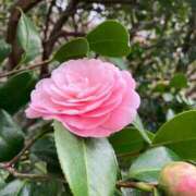 ヒメ日記 2026/03/01 06:05 投稿 なつみ 横浜熟女MAX