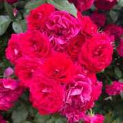 ヒメ日記 2025/07/27 10:46 投稿 りん 出会い系人妻ネットワーク 上野〜大塚編