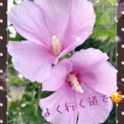 ヒメ日記 2025/08/08 09:49 投稿 りん 出会い系人妻ネットワーク 上野〜大塚編