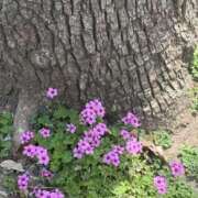 ヒメ日記 2025/04/20 09:10 投稿 あい 美熟女倶楽部Hip's 春日部店