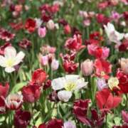 ヒメ日記 2025/04/23 09:44 投稿 あい 美熟女倶楽部Hip's 春日部店