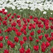 ヒメ日記 2025/04/26 14:55 投稿 あい 美熟女倶楽部Hip's 春日部店