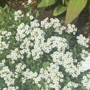 ヒメ日記 2025/05/13 07:39 投稿 あい 美熟女倶楽部Hip's 春日部店