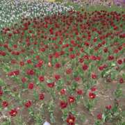 ヒメ日記 2025/06/08 09:12 投稿 あい 美熟女倶楽部Hip's 春日部店