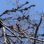 ヒメ日記 2026/03/11 12:39 投稿 あい 美熟女倶楽部Hip's 春日部店