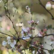 ヒメ日記 2026/03/11 12:42 投稿 あい 美熟女倶楽部Hip's 春日部店