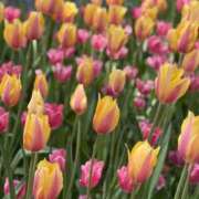 ヒメ日記 2026/03/22 08:02 投稿 あい 美熟女倶楽部Hip's 春日部店