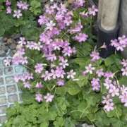 ヒメ日記 2026/05/24 06:02 投稿 あい 美熟女倶楽部Hip's 春日部店