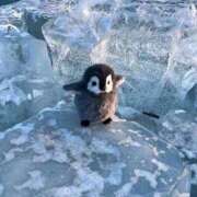 ヒメ日記 2025/02/19 22:20 投稿 ことり 電車ごっこ