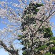 ヒメ日記 2025/04/10 06:50 投稿 ことり 電車ごっこ