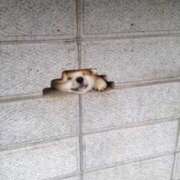 ヒメ日記 2025/10/12 00:30 投稿 ことり 電車ごっこ