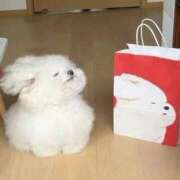 ヒメ日記 2025/10/26 00:05 投稿 ことり 電車ごっこ