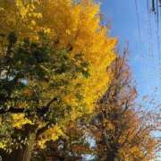 ヒメ日記 2025/11/20 07:40 投稿 ことり 電車ごっこ