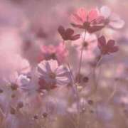 ヒメ日記 2026/02/14 19:50 投稿 ことり 電車ごっこ