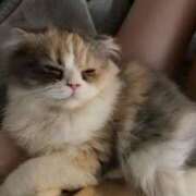 ヒメ日記 2025/04/20 03:37 投稿 なつ★業界未経験の超新星 BEPPIN SELECTION ～べっぴんセレクション～