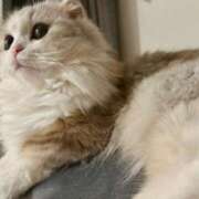 ヒメ日記 2025/04/29 05:31 投稿 なつ★業界未経験の超新星 BEPPIN SELECTION ～べっぴんセレクション～