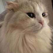 ヒメ日記 2025/05/11 04:30 投稿 なつ★業界未経験の超新星 BEPPIN SELECTION ～べっぴんセレクション～