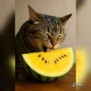 ヒメ日記 2025/08/09 09:21 投稿 体験わか 石巻 奥様食堂