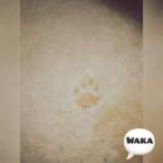 ヒメ日記 2025/12/12 07:21 投稿 体験わか 石巻 奥様食堂