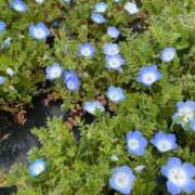 桜-Sakura- いつぶりかな？ Aroma Bloom（アロマブルーム）