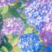 桜-Sakura- 🌙 Aroma Bloom（アロマブルーム）