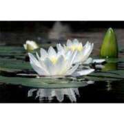 ヒメ日記 2025/03/06 15:49 投稿 秋本 華恋人(カレント)