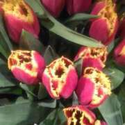 ヒメ日記 2025/03/18 10:31 投稿 秋本 華恋人(カレント)