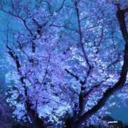 ヒメ日記 2025/03/31 08:19 投稿 秋本 華恋人(カレント)