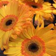 ヒメ日記 2025/06/02 10:58 投稿 秋本 華恋人(カレント)